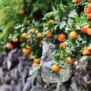 귤림추색 이미지