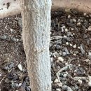 올리브나무학원 | 식물이 아플 땐? 반려식물병원 이용 후기 (올리브 나무 과습 진단)