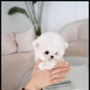 조이퍼피 강아지분양 이미지