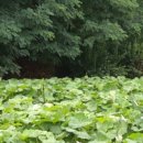 안천농장 이미지