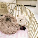 파주켄넬 | 사랑스러운 반려견 입양 후기