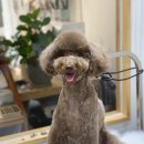 바니이발소 이미지