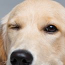 하이동물병원 이미지