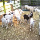 산양2호 이미지