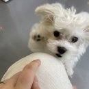 네코스토리(인천 청라점) 강아지 고양이 무료 보호 무료 입양 이미지