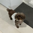 에이미펫 | 귀엽고 예쁜 강아지옷 구매 🤍오드펫 🤍에이미러브즈펫