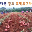 밤골농원 네이버블로그