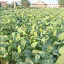 초월농장 이미지