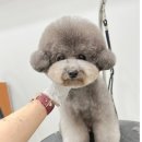 몽트라슈 이미지