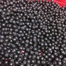 샘골농원 이미지