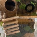 소리 | # 반려 동물 _ 파충류 크레스티드 게코 슈퍼푸드 및 핸들링 적응 훈련 소리 후기 일지 기록