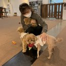 어바웃 댕댕 이미지