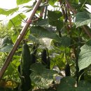 학전농장 이미지