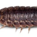 지렁이마을 이미지