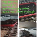 큐리농장 이미지