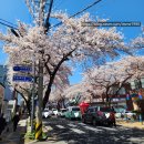 노을과원담민박 | 제주 벚꽃,유채꽃 구경 루트 추천 (2박 3일), 14개월 아기 여행