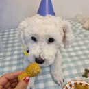 도그야미 이미지