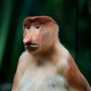 코주부원숭이 [Proboscis Monkey] 이미지