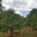 노화농장 이미지