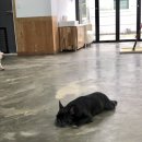 포레스트문 이미지