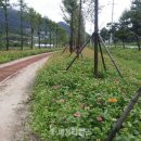 진교 메타세쿼이아길 이미지