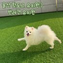엄마사랑유치원 | 울산 핫도그 유치원:) 반려견 유치원 추천 내돈내산