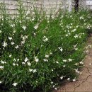 감나무식당 이미지