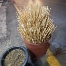 월드컵로428번길 연무로42번길 | [수원 맛집] 연무시장 핫도그 맛집 대포햇도그 연무점 N번째 재방문 내돈내산