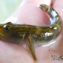 삼화2리 이미지