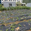 텃밭 청국장 보리밥 이미지