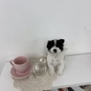 하얀강아지&고양이 | 부천강아지무료분양 고양이무료분양 싼곳 믿고 선택한 리얼후기