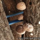 지리산천령표고농원 이미지