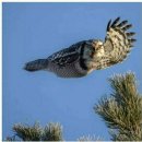 프리마트 이미지