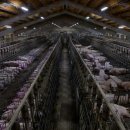 백돼지농장 이미지