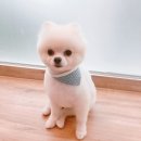 도리도리펫샵 이미지