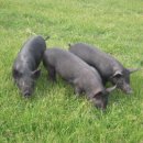 제주흑돼지 이미지