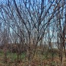 자두나무농장 이미지