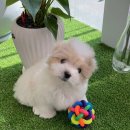 306 퍼피 이미지