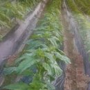 곶감농원수퍼 이미지