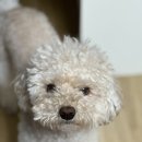 보미 펫 살롱 이미지