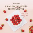 케이크의비밀 | 발산역 과일맛집1995 딸기케이크 후기, 가격, 할인 비밀링크, 꿀팁, 픽업, 배달