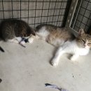 예쁜이PC 이미지