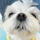 시오꾸꾸 이미지