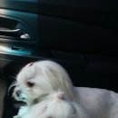 단이단비네 이미지