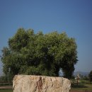 고인돌차량정비소(하행선) | 사진 동지 정영신씨를 고창 모양성 감옥에 처넣었다.