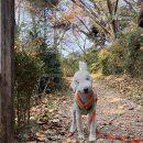 계림원 누릉지통닭 망원점 이미지