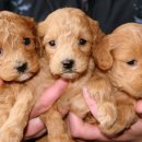 도시 강아지 이미지