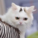 마포고양이도레미캣 이미지