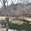 구갈레스피아 이미지