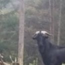 알콩달콩 흑염소 농장 이미지